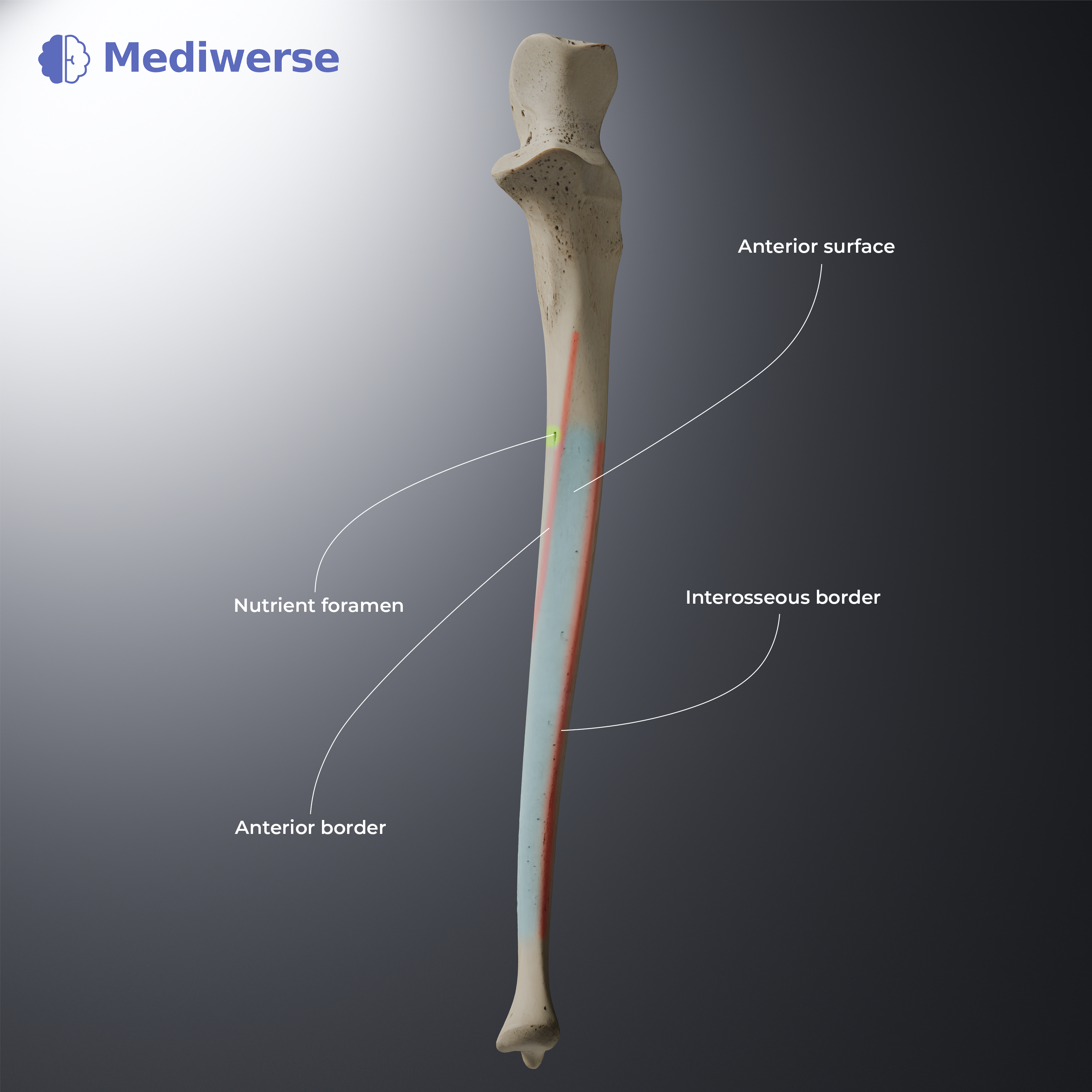 Ulna shaft, anterior view